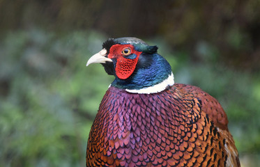Male Pheasant Close Up 