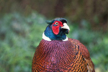 Male Pheasant Close Up 