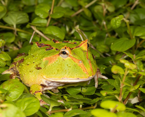Normal coloration of a small pacman frog