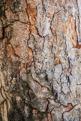 Wood bark texture for vertical backgroud designs.