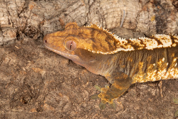 Gecko closeup on fallen tree