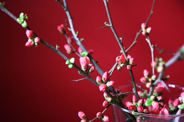 Arriva la primavera: fiori di pesco appena sbocciati in vaso trasparente su fondo rosso, primo piano