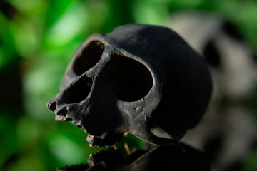 monkey skull