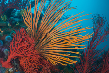 Large orange Flagellar sea fan or Whip fan (Eunicella albicans) surrounded by various other species.