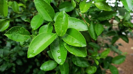 Beautiful lemon plant leaves with water droplets beautiful
