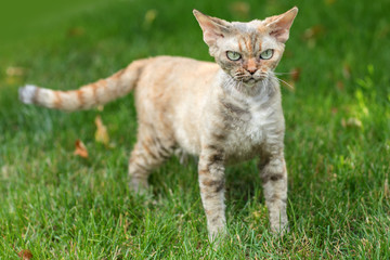 Naklejka na ściany i meble Curious Funny Young Red Ginger Devon Rex Kitten In Green Grass