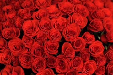 Natural red roses background close up