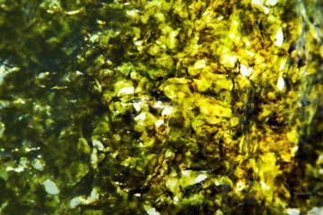 Texture of dried pressed seaweed close-up