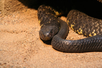 close up of a snake