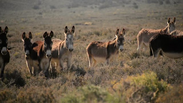 Burros in Death Valley National Park Herd of Wild Donkey California USA Closeup