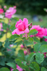 Bright pink roses with buds on a background of a green bush. Can be used as a greeting card with Women's Day, Mother's Day, birthday or gardening, floriculture or background with copy space for text