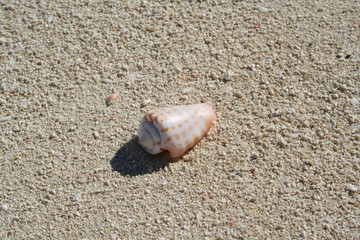 seashell on the beach