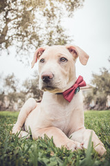 Obraz premium Perro labrador mascota con corbata michi sentado 