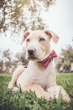 Perro labrador mascota con corbata michi sentado	