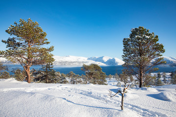 Skiing in the Velfjord mountains, Brønnøy municipality in Nordland county