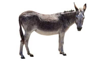 Muurstickers donkey animal isolated on white background © Ioan Panaite