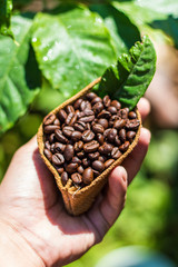 Obraz na płótnie Canvas roasted coffee beans, can be used as a background