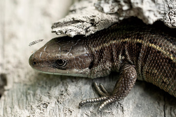 lizard hid under the bark of an old
