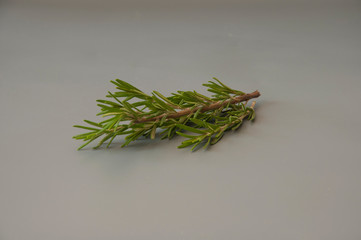 Rosemary on gray background, Top view.