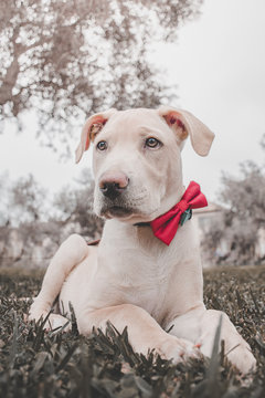 Perro labrador mascota con corbata michi sentado