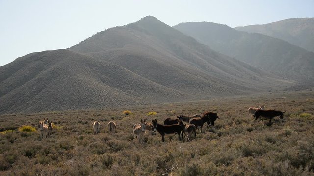 Burros in Death Valley National Park Herd of Wild Donkey and Mountains California USA