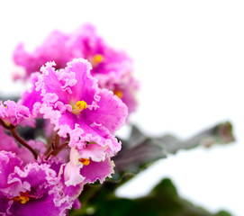 Violets beautiful flowers.