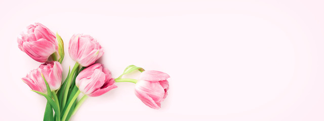 Bunch of pink tulips on pink background. Banner with spring flowers. Top view.