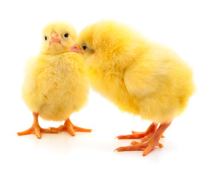 Two yellow chicken.