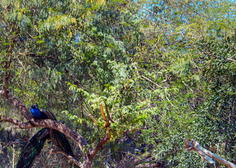 Naklejka premium Two Peacocks In A Dense Green Foliage Background