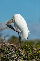 Wood Stork in a Florida Wetland