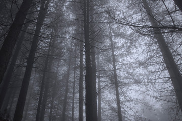 Fototapeta na wymiar Foggy woods at dusk