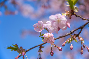 河津桜と青空