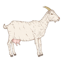 Vector Cartoon Goat. Side View She-goat Illustration