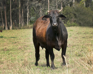 Fototapeta premium Pasture with various breeds of cows which include Holstein,Hereford,Angus, and Simmental