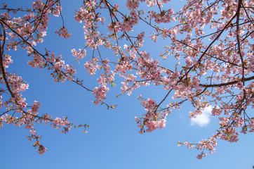 河津桜と青空