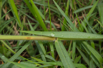 Water droplets on the mornings in the morning before the sun shining reflecting the cold weather.