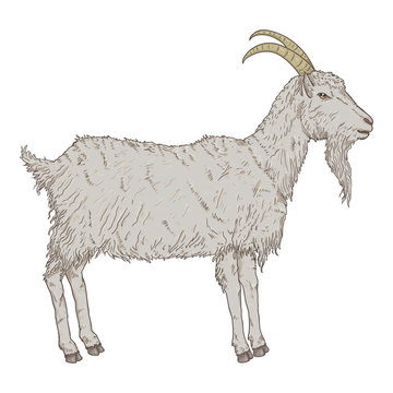 Vector Cartoon Goat. Side View He-goat Illustration