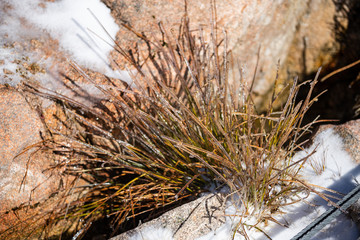 Ice on the grass. Frozen grass