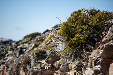 Frozen grass on the rock