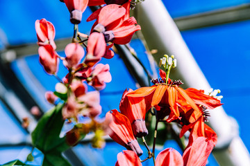 Pink tropical flowers in glass house, soft focus