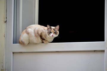 Chats