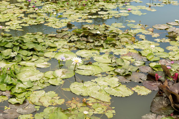 Obraz na płótnie Canvas Colorful water lily flowers and leaves in pond.