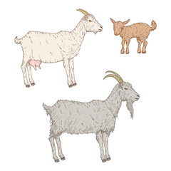 Vector Set of Cartoon Goats.