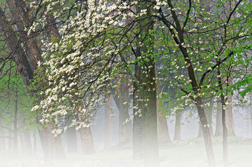 Spring landscape of dogwood in bloom on a foggy morning, Milham Park, Kalamazoo, Michigan, USA