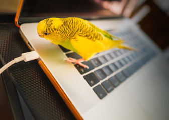 Budgerigar parakeet standing on a key board of a laptop computer looking at the power cable with...