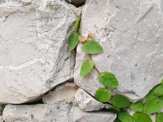 ivy on wall