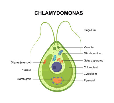 Vector cross section of a Chlamydomonas. The structure of the algae cell.