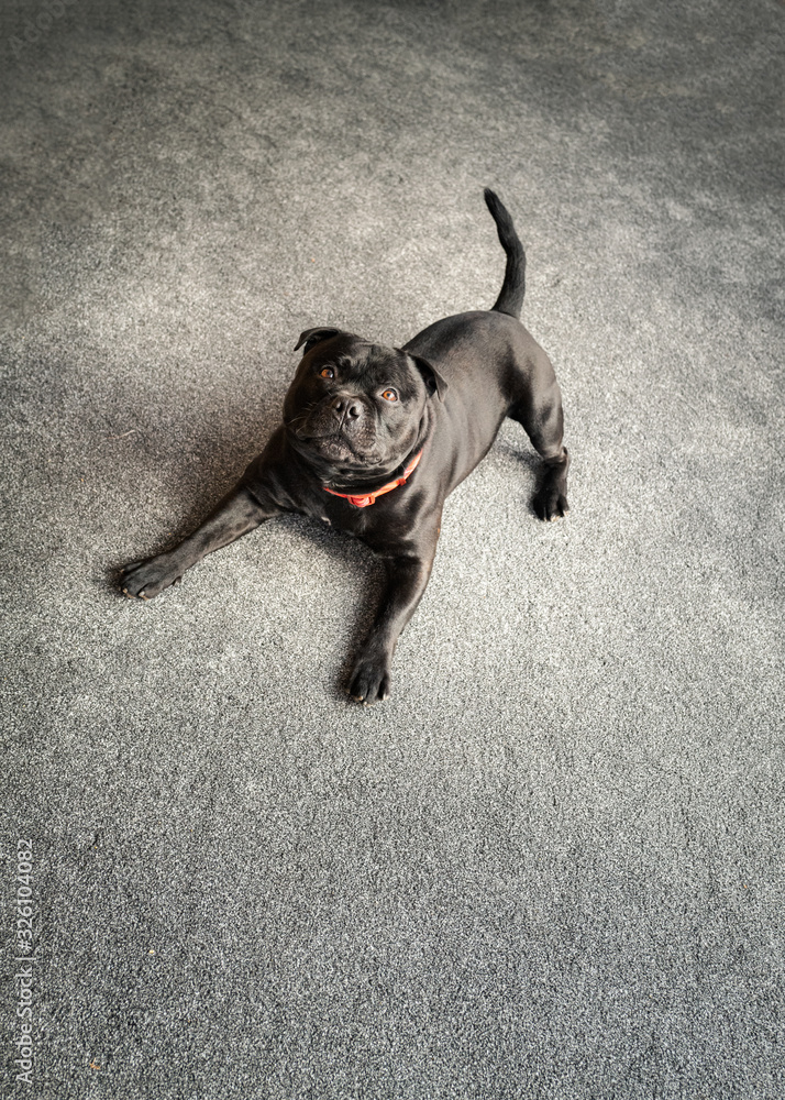 Canvas Prints Black Staffordshire Bull Terrier dog on a grey carpet indoors looking up in a position where he is asking to play.