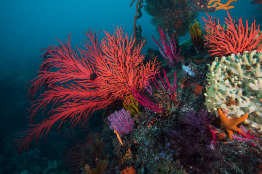 Red Palmate Sea Fan (Leptogoria Palma) Growing On The Reef Surrounded By Various Other Marine Species.