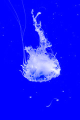 Atlantic sea nettle is swimming in the blue water © belizar